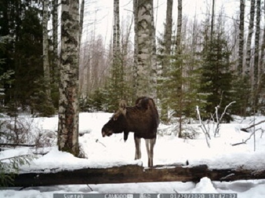 Охота на лося в Кировской области