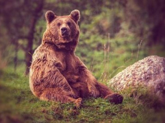 Охота на медведя в Кировской области