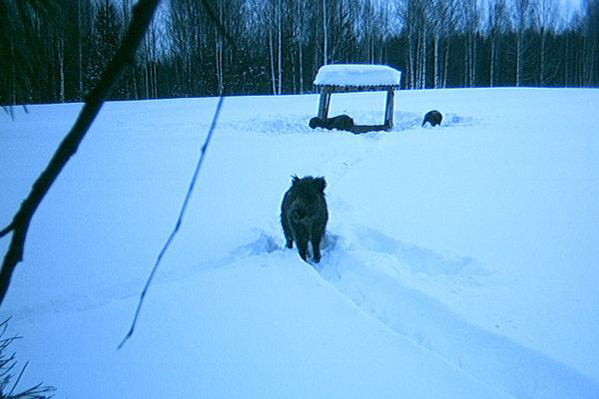 Кабан. Охота на кабана в Кировской области